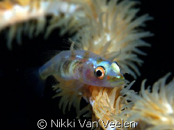 "Balancing act" taken at Shark Observatory with E300 and ... by Nikki Van Veelen 